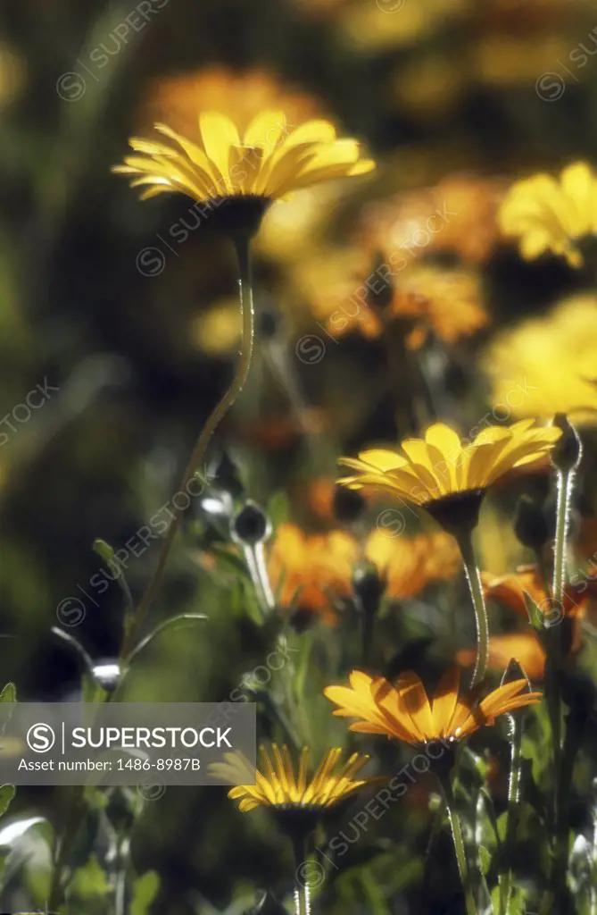 African daisies blooming in a field