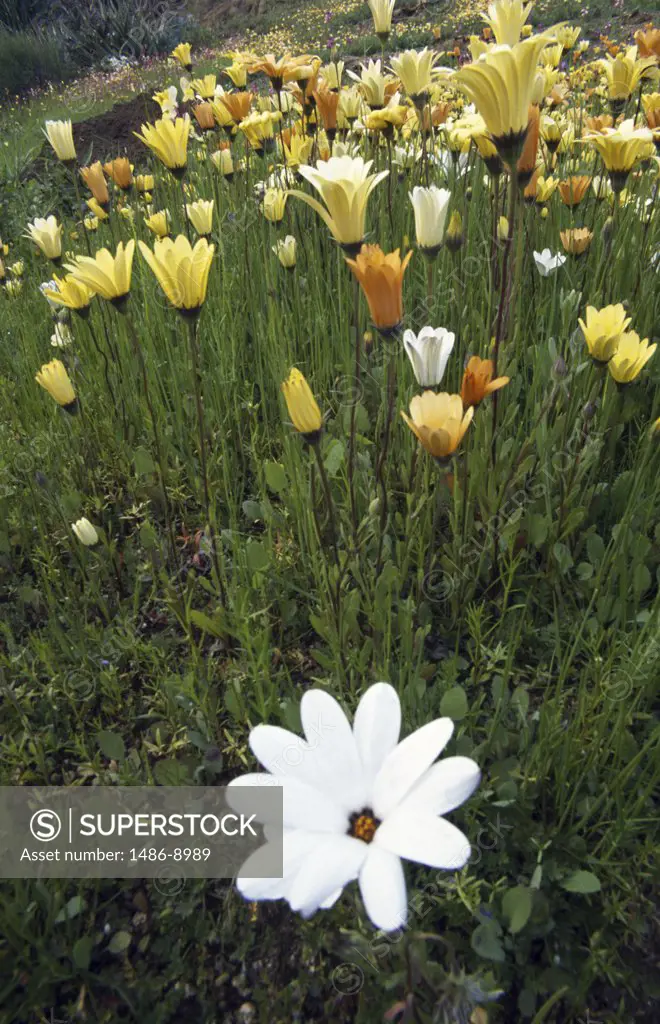 African daisies blooming in a field