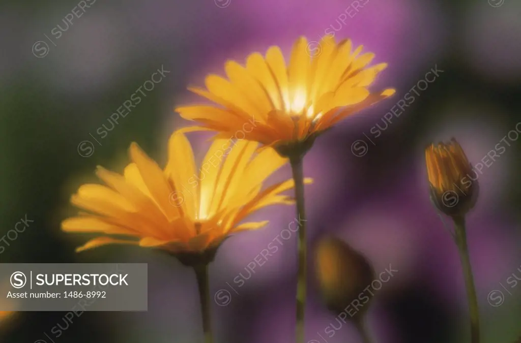 Close-up of two African Daisies