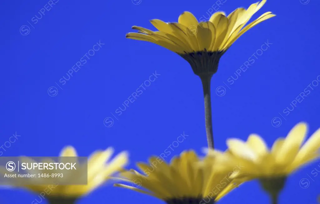 Close-up of African daisies blooming