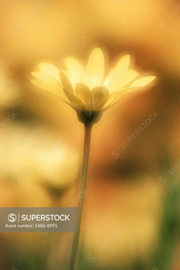 Close-up of an African Daisy