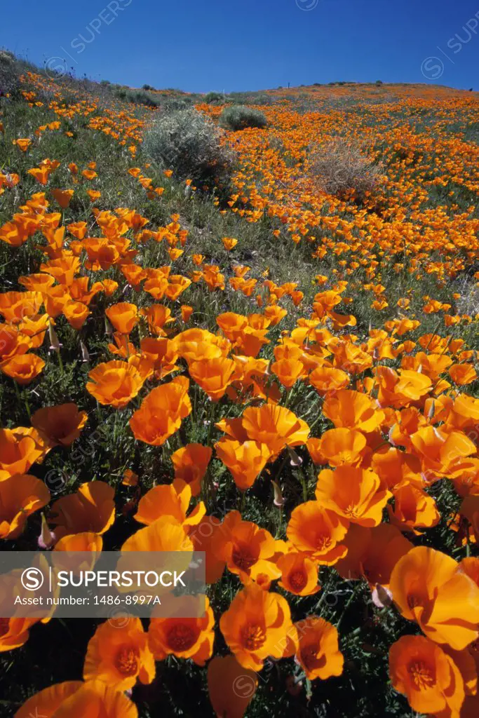 California poppies, Antelope Valley California Poppy Reserve, California, USA