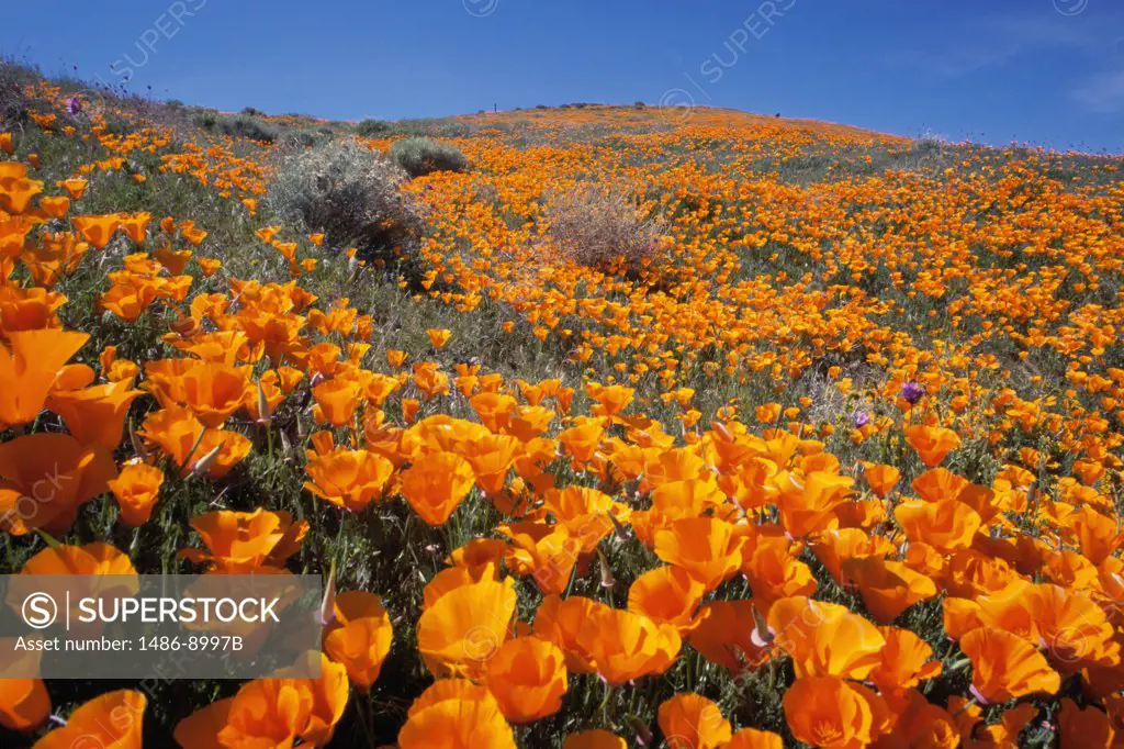 California Poppies Antelope Valley California Poppy Reserve, California, USA