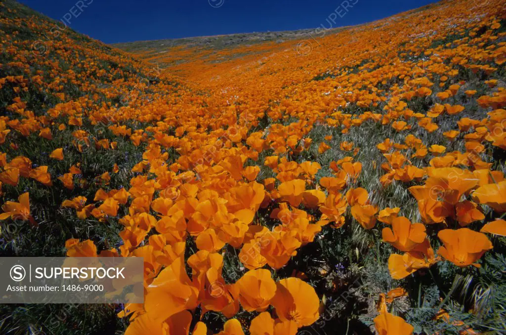 California Poppies Antelope Valley California Poppy Reserve, California, USA