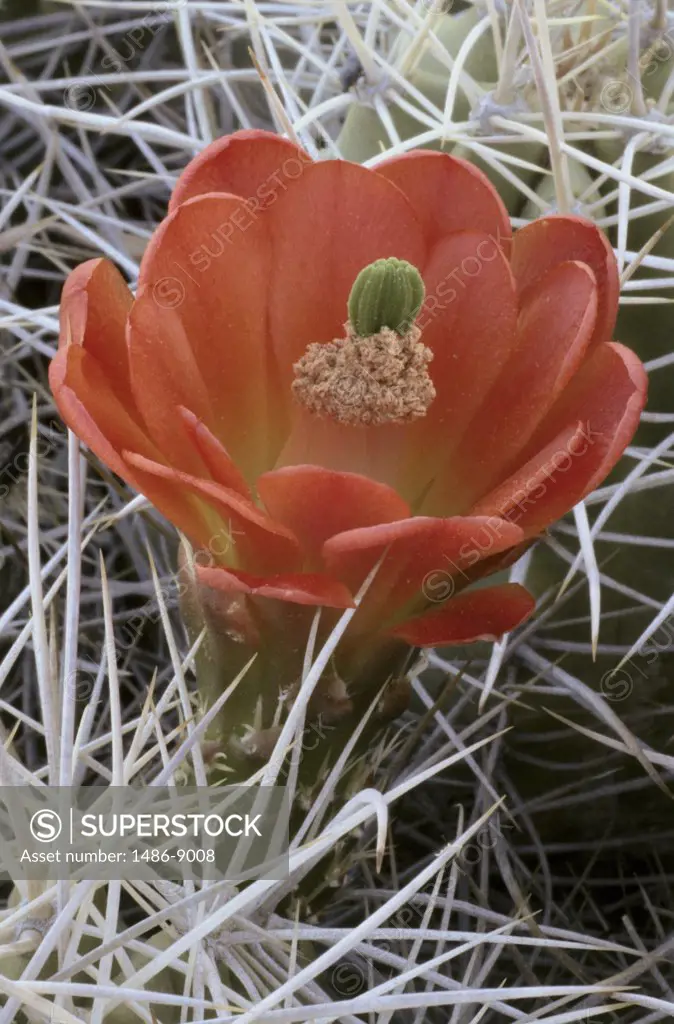 Close-up of a Claret Cup Cactus plant