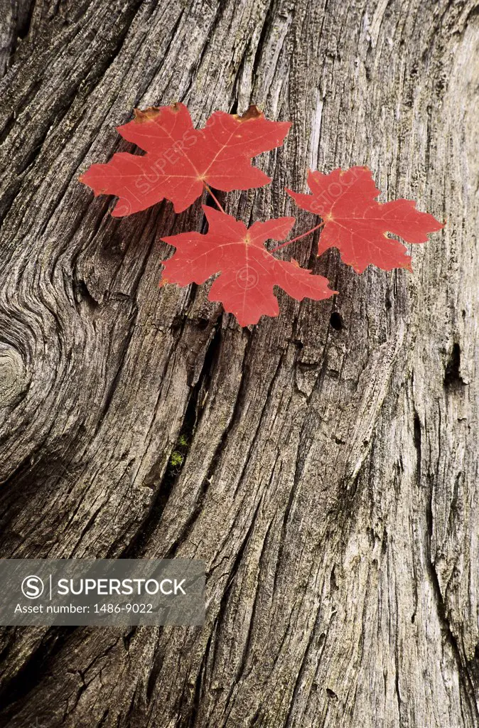 Maple leaves on tree bark
