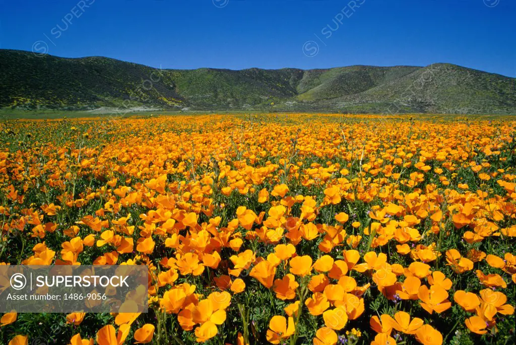 California Golden Poppies in a field, California, USA (Eschscholzia californica)