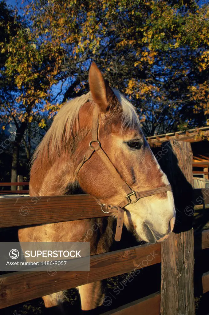 Close-up of a horse behind a wooden fence