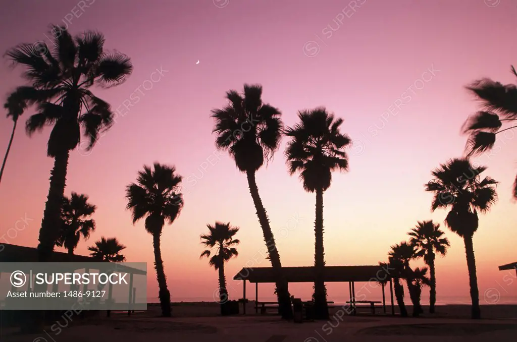 Silhouette of palm trees on the beach at dusk, Oceanside, California, USA