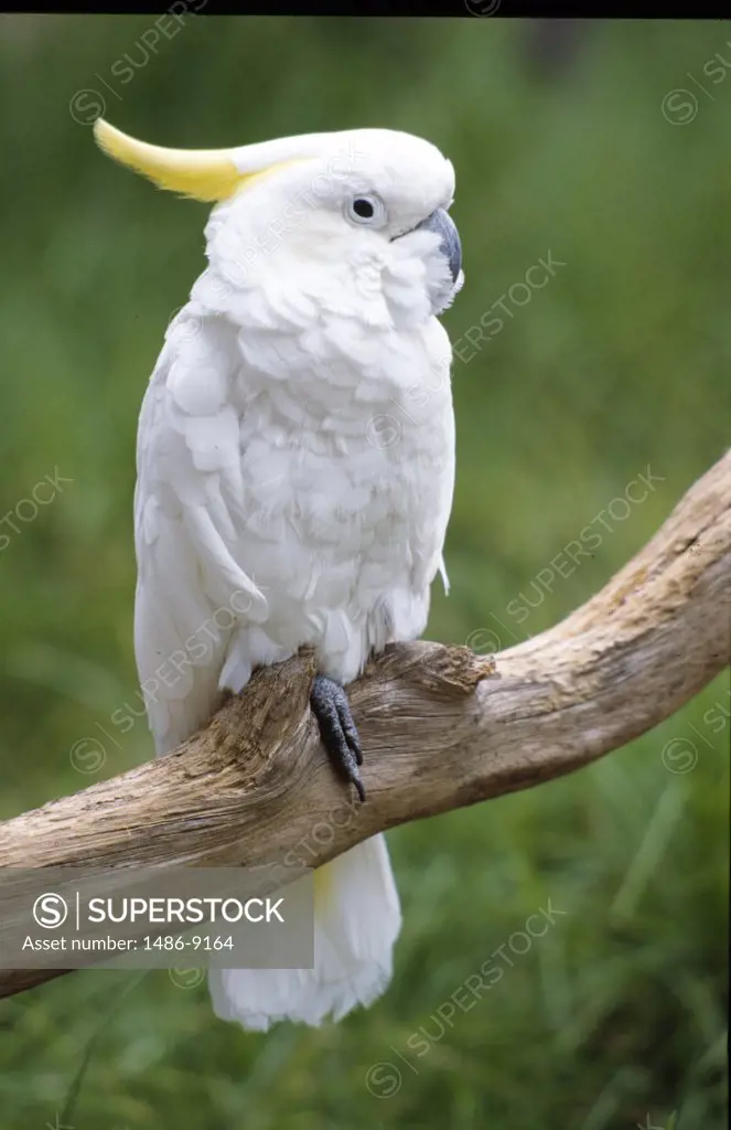 White Cockatoo perched on branch