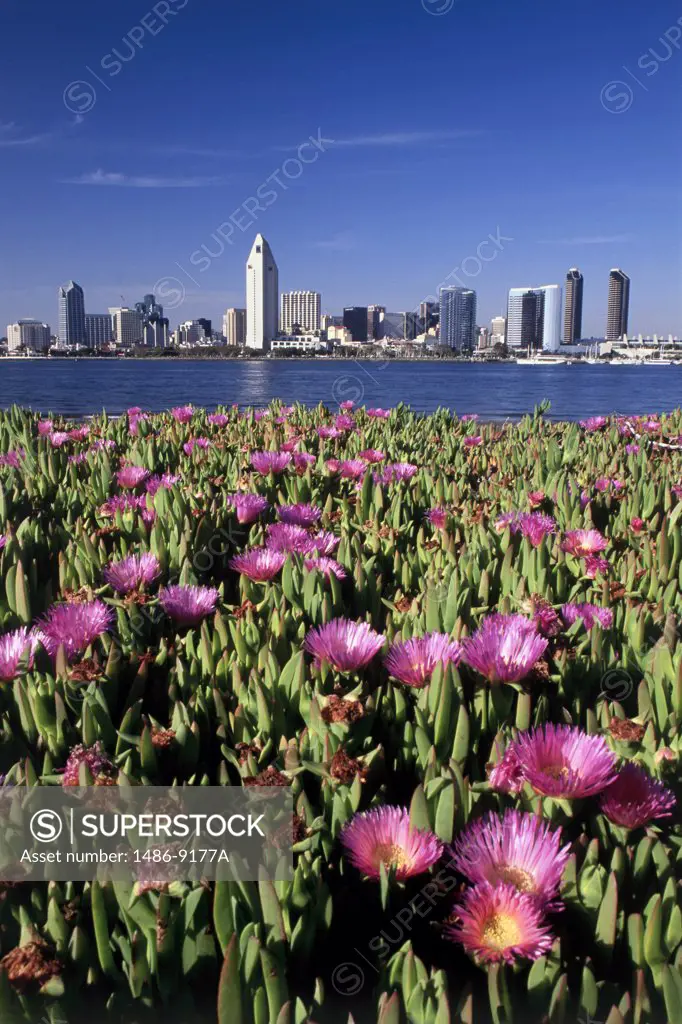 Buildings on the waterfront, San Diego, California, USA