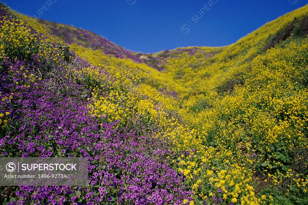 Field of canterbury bells and wild mustard, California, USA