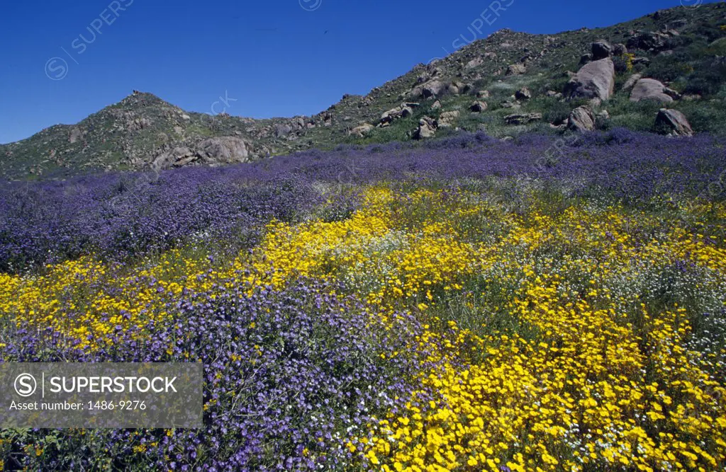 USA, California, field of Wild Mustard and Canterbury Bells