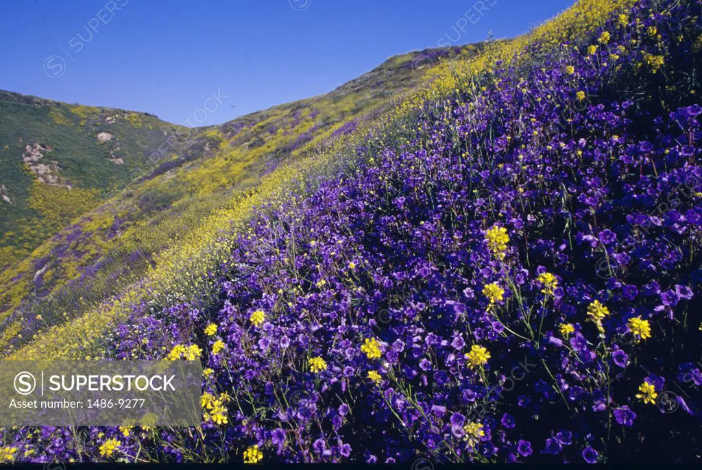 USA, California, field of Wild Mustard and Canterbury Bells