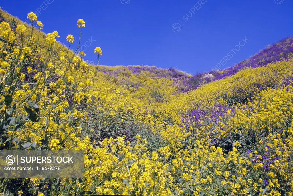 USA, California, field of  Wild Mustard and Canterbury Bells