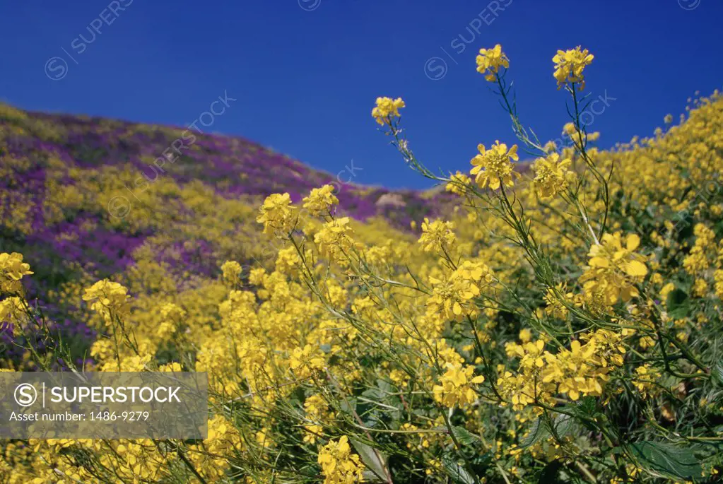 Field of canterbury bells and wild mustard, California, USA