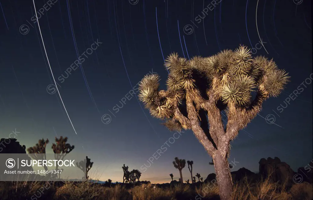 Joshua trees (Yucca brevifolia) in a desert, Joshua Tree National Monument, California, USA