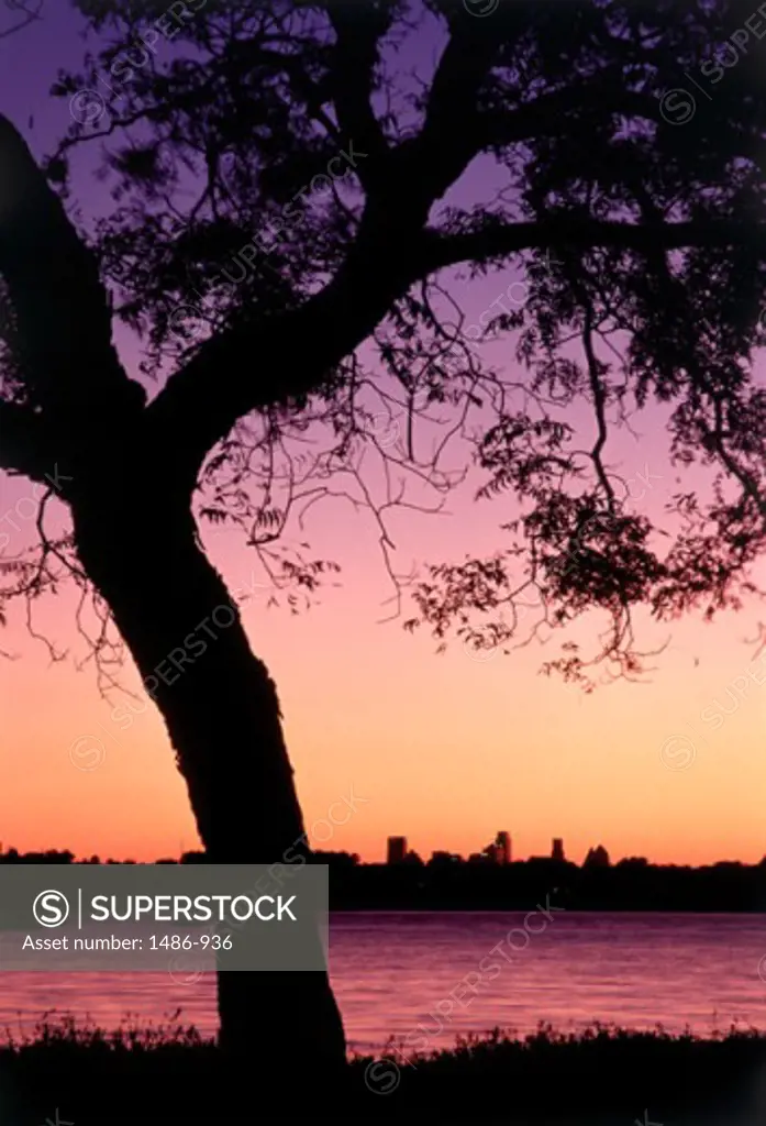Silhouette of a tree at the lakeside at dusk, White Rock Lake, Dallas, Texas, USA