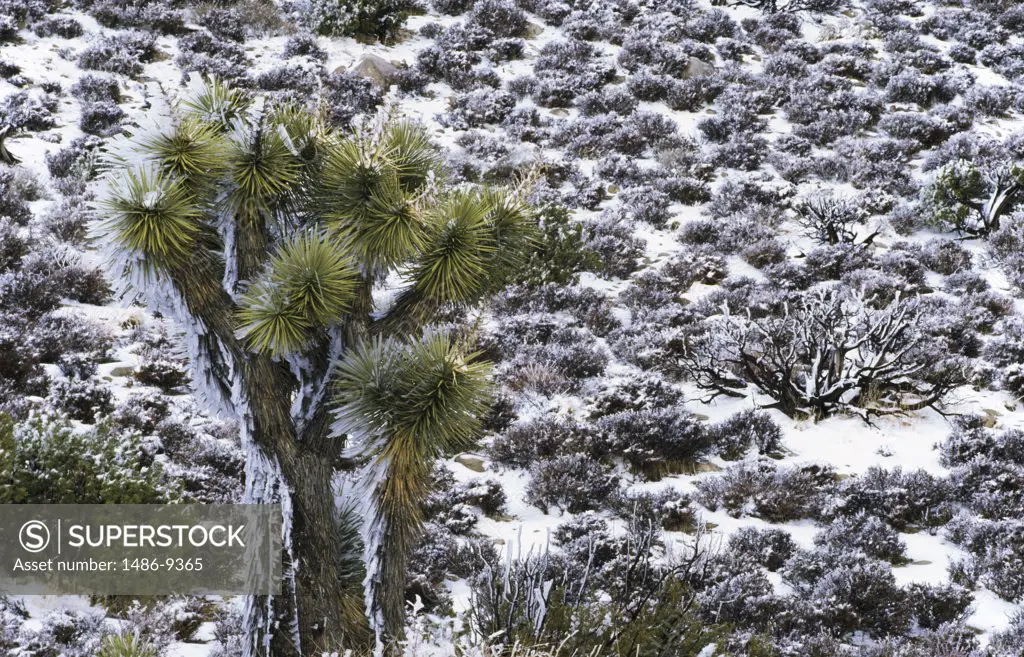 Joshua tree (Yucca brevifolia) in a snow covered landscape, Joshua Tree National Monument, California, USA