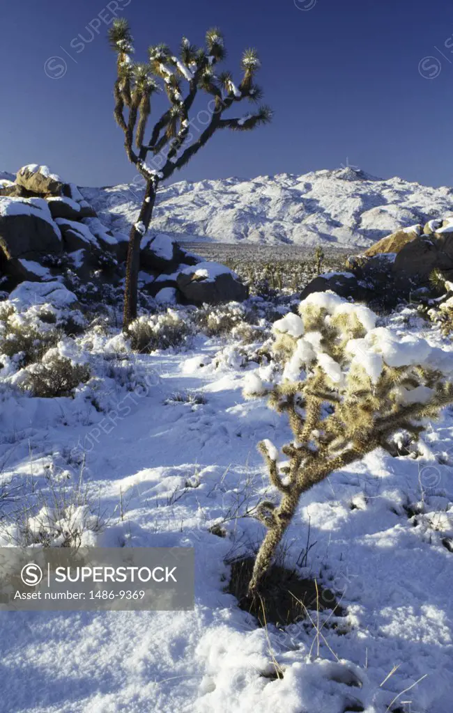Joshua trees (Yucca brevifolia) in a snow covered landscape, Joshua Tree National Monument, California, USA