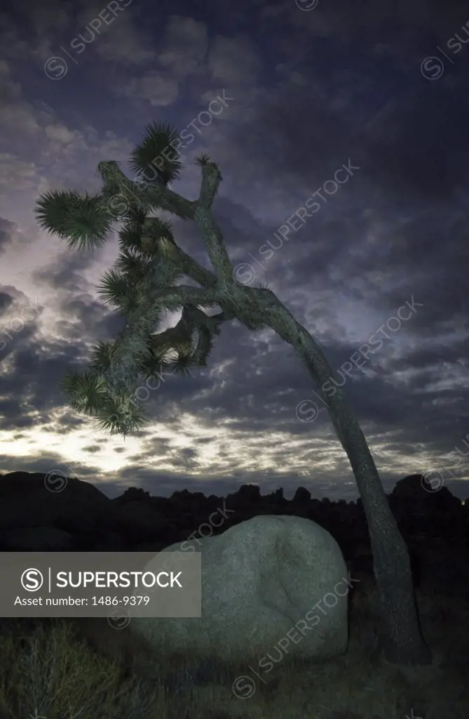 Joshua tree (Yucca brevifolia) at dusk, Joshua Tree National Monument, California, USA