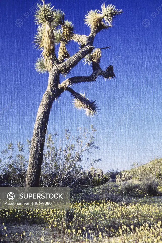 USA, California, Joshua Tree National Monument, Joshua tree (Yucca brevifolia) in field