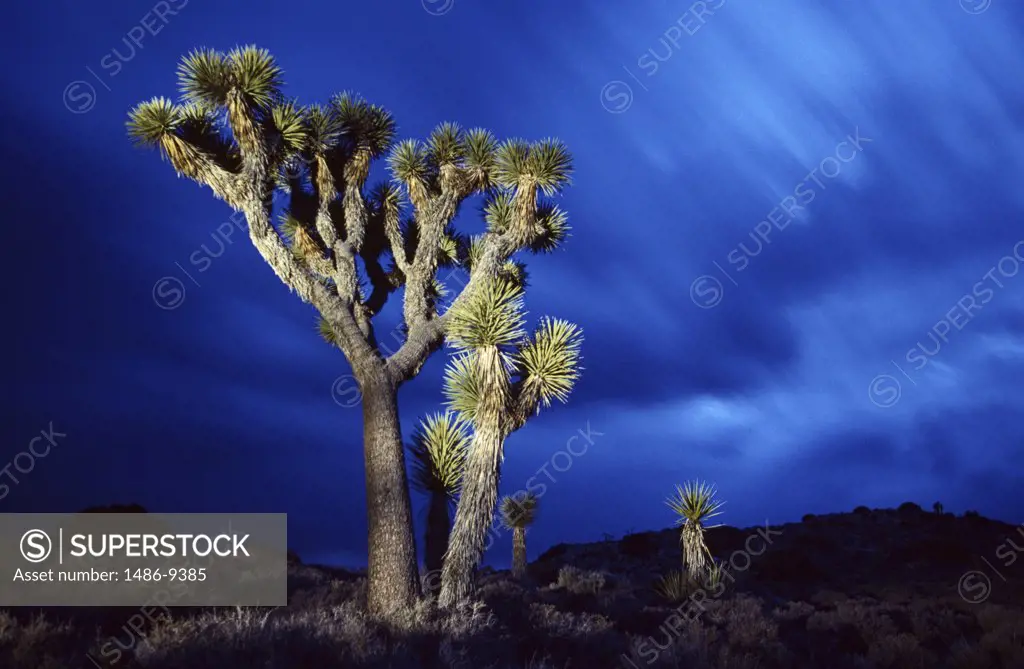 Joshua tree (Yucca brevifolia) in a field, Joshua Tree National Monument, California, USA