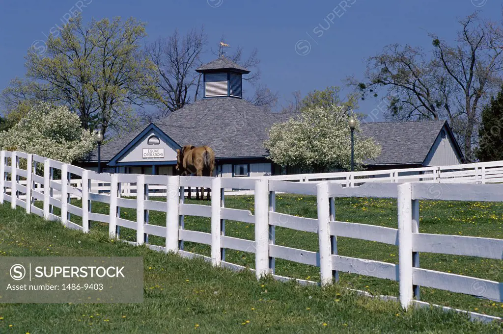 Horse grazing on a farm, Kentucky Horse Park, Lexington, Kentucky, USA