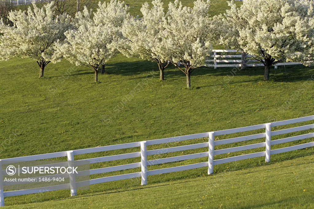 High angle view of a fence on a landscape, Lexington, Kentucky, USA