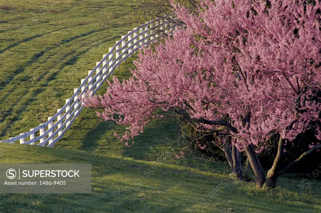 High angle view of a fence on a landscape, Lexington, Kentucky, USA