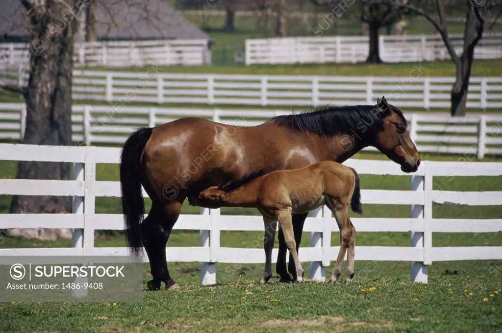 Side profile of a mare feeding its foal, Lexington, Kentucky, USA (Equus caballus)