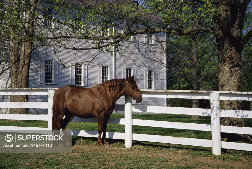 Side profile of a horse standing near a fence, Shaker Village, Pleasant Hill, Kentucky, USA (Equus caballus)