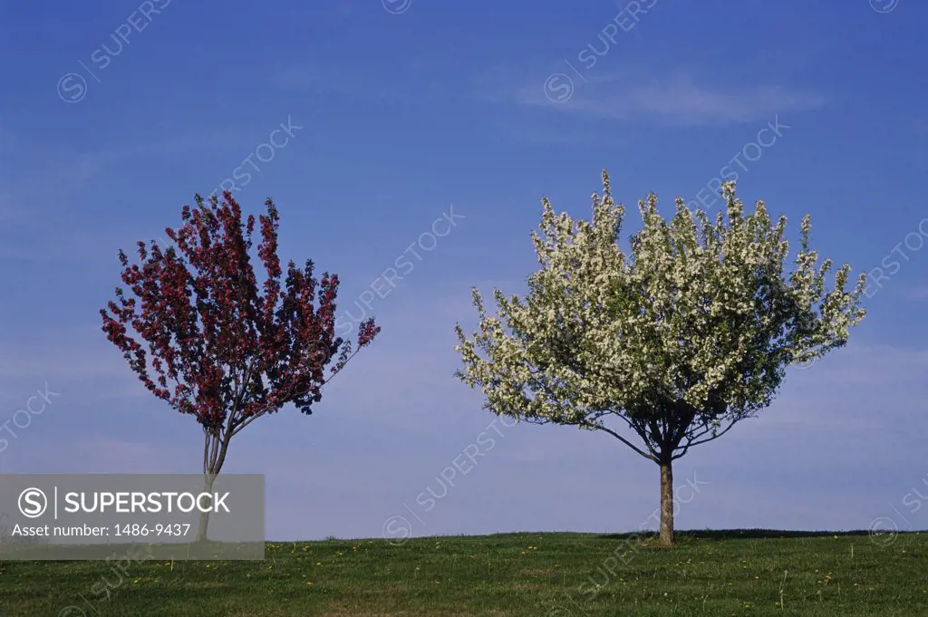 Two trees on a landscape, Frankfort, Kentucky, USA