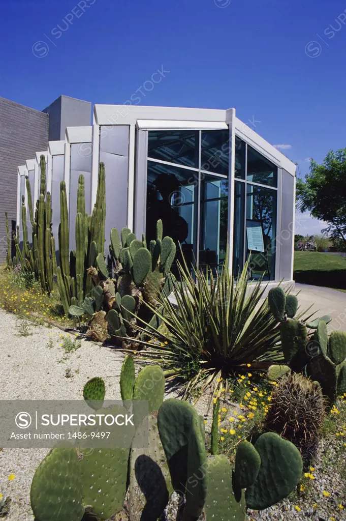 Cactus plants in front of a museum, Phoenix Museum of History, Phoenix, Arizona, USA