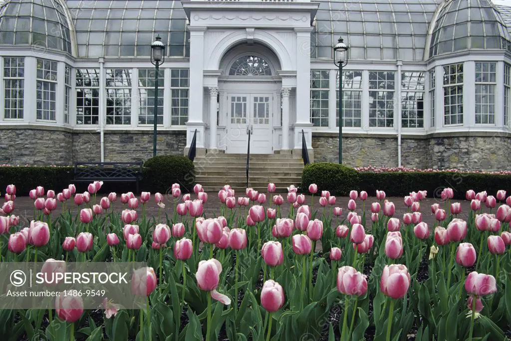 Tulips in front of a building, Franklin Park Conservatory, Columbus, Ohio, USA