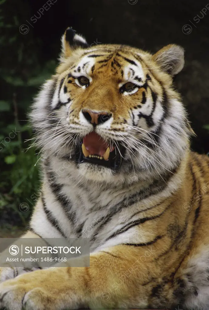 Close-up of a tiger resting (Panthera tigris)