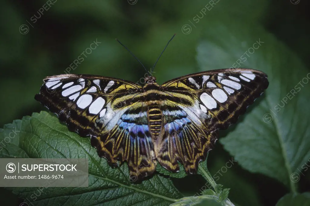 Close-up of a Clipper Butterfly on a leaf