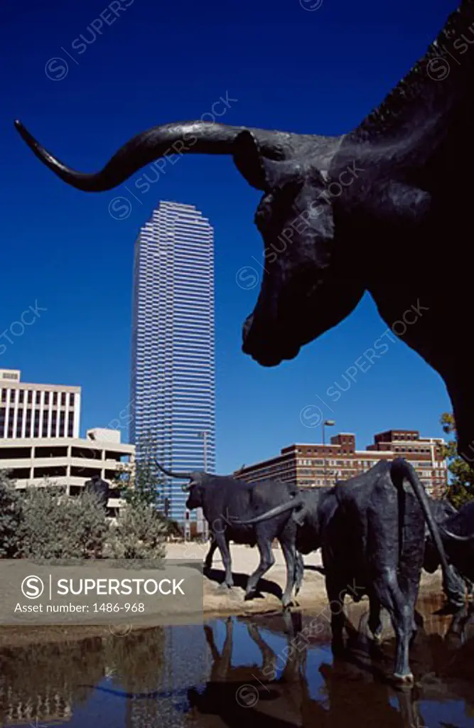 Cattle sculptures at a town square, Cattle Drive Sculpture, Pioneer Plaza, Dallas, Texas, USA