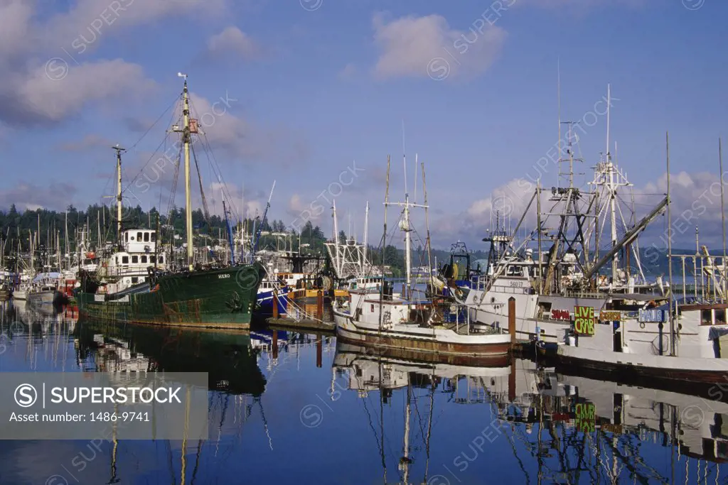 Boats docked in a harbor, Newport, Oregon, USA