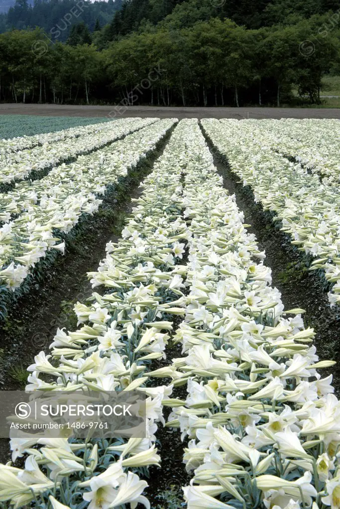 Lilies growing in a field, California, USA