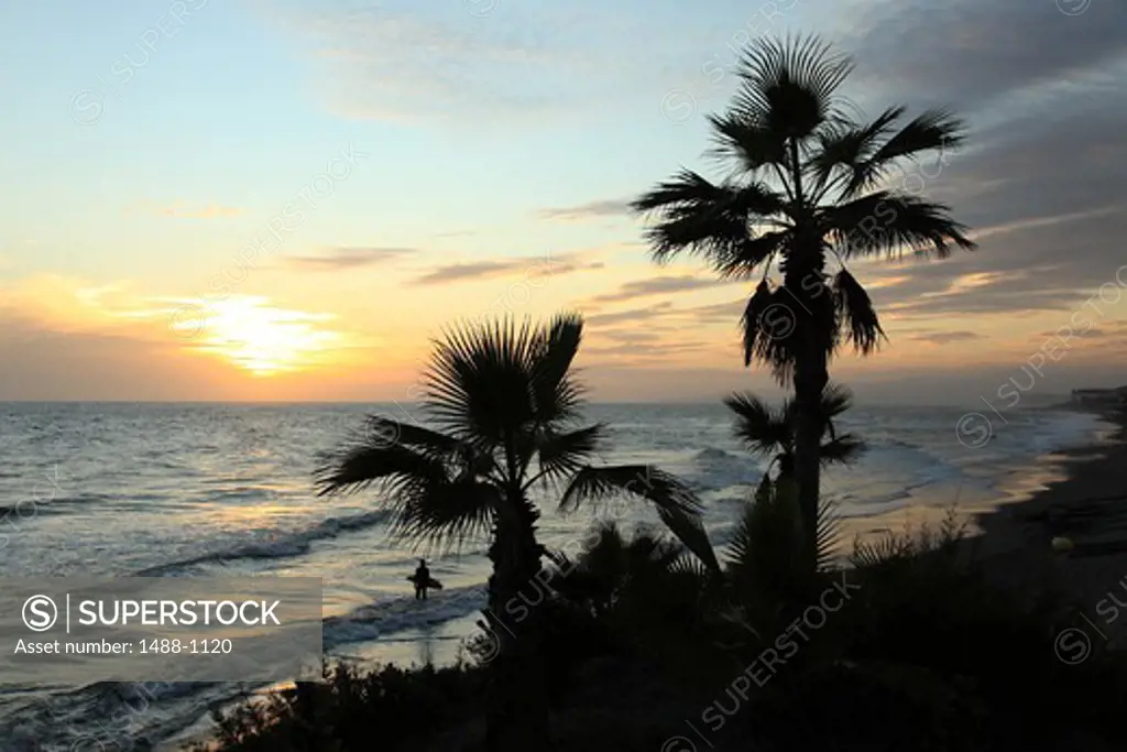Spain, Andalucia, Torrox Costa Sun Setting Behind Palm Trees, Surfer in background