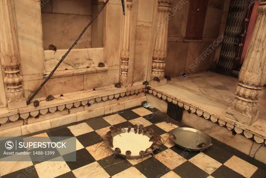 India, Rajahstan, Bikaner, Interior of Karni Mata Temple (Rat Temple)