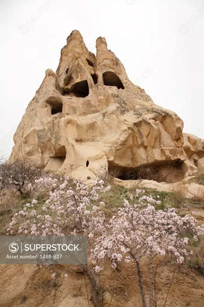 Cave houses and peach tree, Cappadocia, Central Anatolia, Turkey