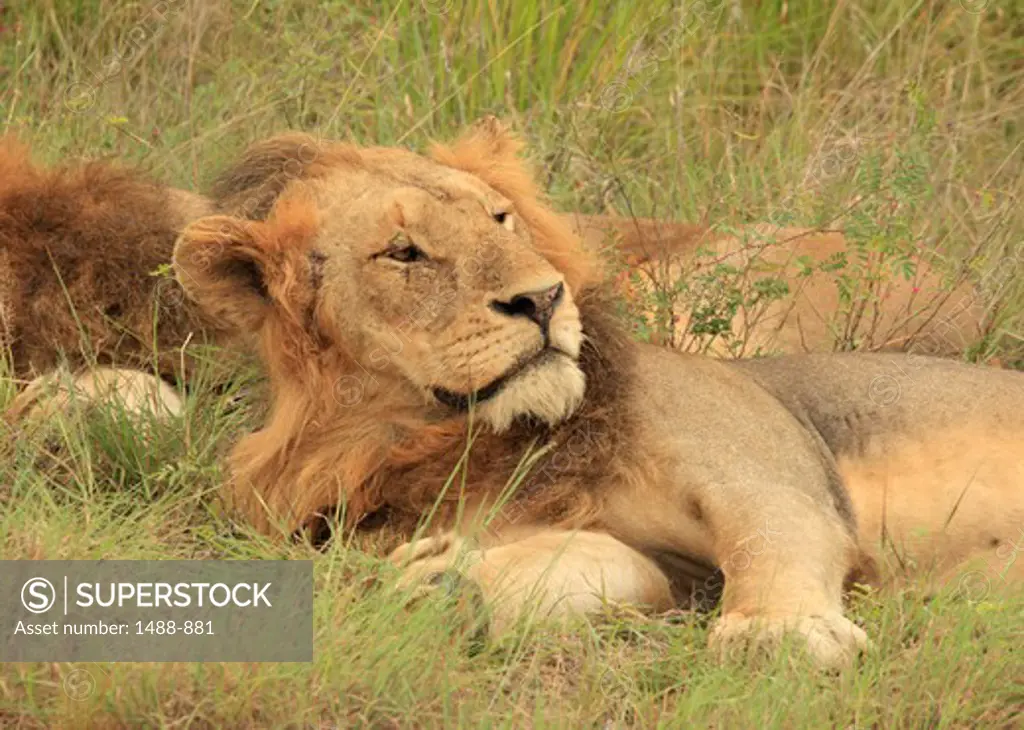Lions (Panthera leo) resting in a field, Kruger National Park, South Africa