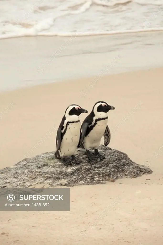 Pair of African Penguins (Spheniscus demersus) on the coast, Cape Peninsula, Western Cape Province, South Africa