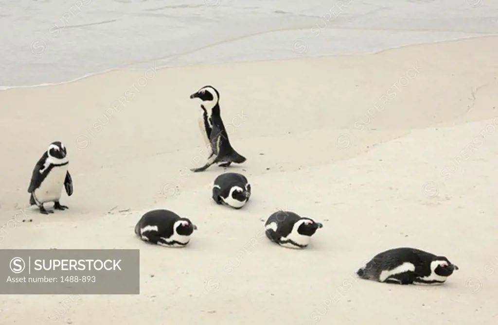 African penguins (Spheniscus demersus) on the coast, Cape Peninsula, Western Cape Province, South Africa