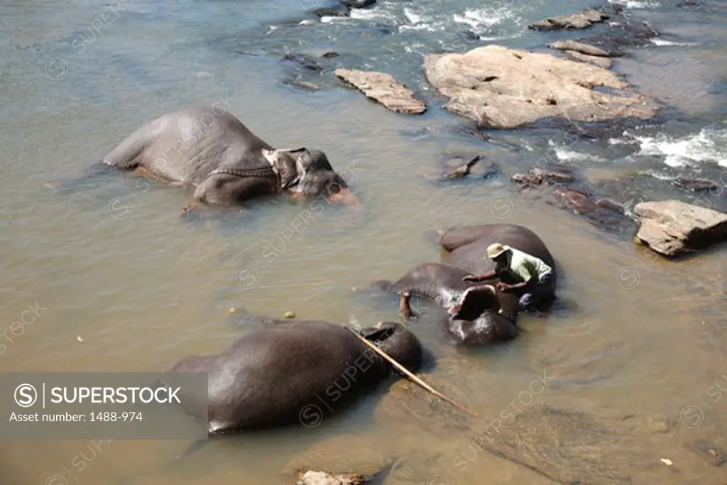 Elephants in a river, Pinnawala Elephant Orphanage, Pinnawala, Kegalle, Sabaragamuwa Province, Sri Lanka
