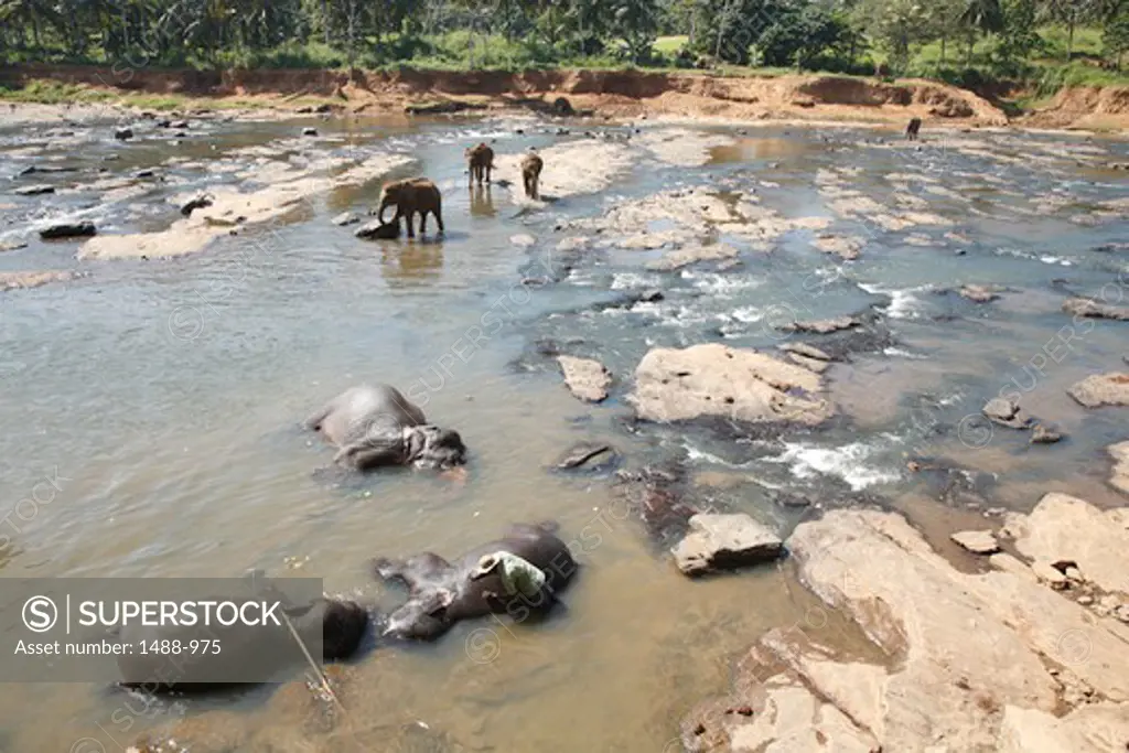 Elephants in a river, Pinnawala Elephant Orphanage, Pinnawala, Kegalle, Sabaragamuwa Province, Sri Lanka