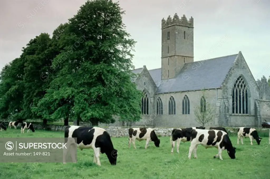 Group of cattle grazing in front of a building, Adare, County Limerick, Ireland