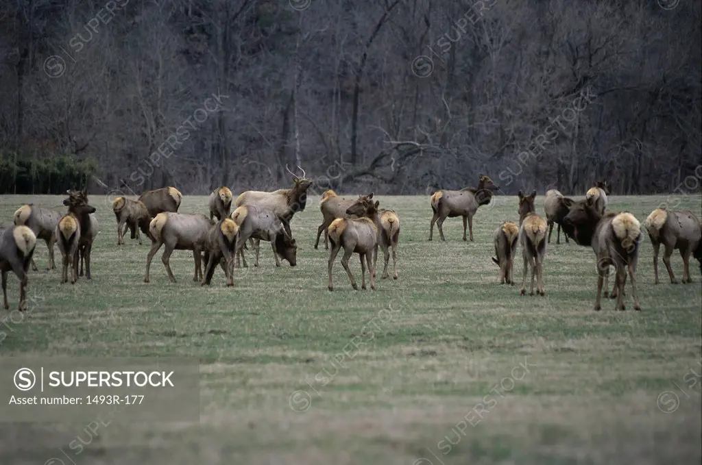 Herd of deer grazing in a field